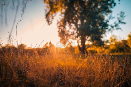 Photo for Abstract warm autumn landscape of dry wildflowers grass meadow golden hour sunset sunrise time. Tranquil autumn fall nature closeup background. Dreamy peaceful countryside, sun beams blurred trees - Royalty Free Image