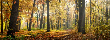 Téléchargez les photos : Belle forêt d'automne panoramique nature. Paysage vif dans des feuilles d'automne colorées avec des rayons du soleil à travers les branches des arbres. Panorama de la nature incroyable, fantaisie idyllique pittoresque, tranquille couché de soleil - en image libre de droit