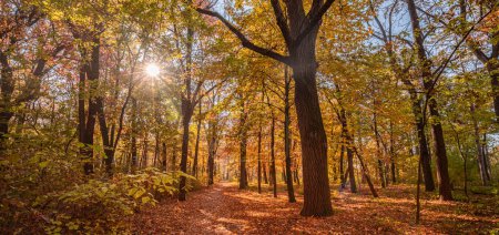 Foto de Hermoso bosque natural de otoño amanecer fondo. Luz dorada idílica del sol, naturaleza pacífica, sendero de montaña. Paisaje forestal otoñal. Vivid mañana en colorido bosque, rayos de sol a través de ramas de árbol - Imagen libre de derechos