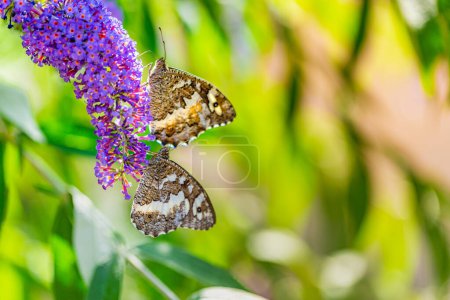 Photo for Beautiful nature close-up, summer flowers and butterfly under sunlight. Bright blur nature sunset nature meadow field with butterfly as spring summer concept. Wonderful summer meadow inspire nature - Royalty Free Image
