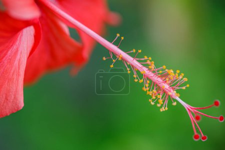Téléchargez les photos : Jardin tropical exotique ou parc nature avec fleur d'hibiscus en gros plan sur un fond vert. Dans le jardin tropical. Une nature incroyable. Romantique coloré belle fleur d'hibiscus dans la nature fleur flou feuille - en image libre de droit