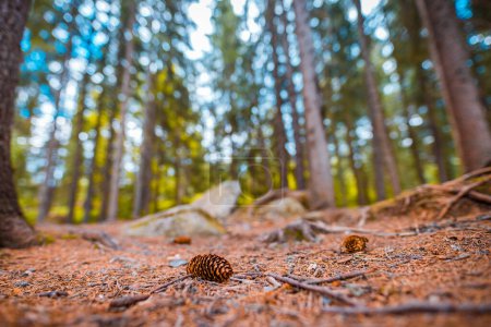 Photo for Beautiful majestic evergreen forest. Mighty pine, spruce trees, moss, plants, closeup pine cone on forest ground, blurred dreamy landscape. Abstract nature, inspire background. Foliage, bokeh trees - Royalty Free Image