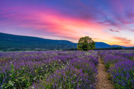 Téléchargez les photos : Arbre en champ de lavande au coucher du soleil en Provence. Paysage naturel de rêve, couleurs fantastiques sur arbre solitaire avec ciel magnifique coucher de soleil, nuages colorés. Scène nature tranquille, beau paysage saisonnier - en image libre de droit