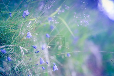 Photo for Wild meadow purple flowers on morning sunlight background. Autumn grass field background, fantasy dreamy blurred foliage, peaceful nature closeup, soft sunlight, pastel colors. Blooming petals, floral - Royalty Free Image