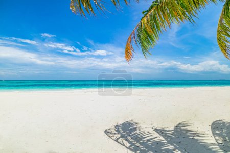 Téléchargez les photos : Belle plage tropicale avec palmier sur sable blanc - en image libre de droit