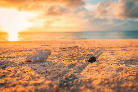 Foto de Conchas en la playa de arena al atardecer - Imagen libre de derechos