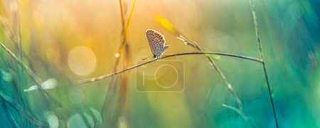 Téléchargez les photos : Beau papillon coloré sur fond d'herbe floue - en image libre de droit