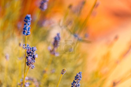 Photo for Lavender flowers  in a field at sunset - Royalty Free Image