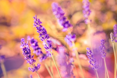 Photo for Lavender flowers in a garden.  field - Royalty Free Image
