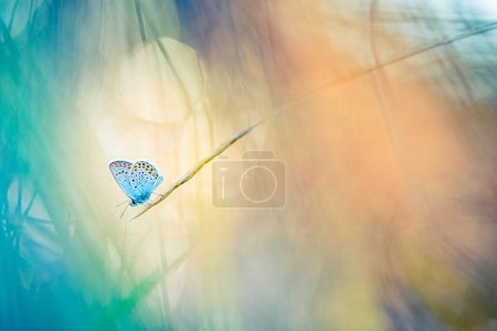 Foto de Hermosa mariposa en una planta - Imagen libre de derechos
