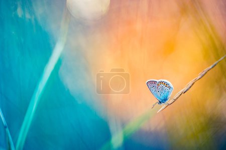 Téléchargez les photos : Papillon coloré dans la nature - en image libre de droit