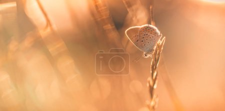 Photo for Wild flowers shallow focus of butterfly in nature macro on background of soft blue green meadow beautiful bokeh. Inspire serene artistic closeup, beauty of nature concept. Tranquil natural scene - Royalty Free Image
