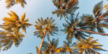 Photo for Panoramic tropical palm trees with sun light on sky background. Silhouette of palm trees on sunset sky view. Happy relaxing colors, exotic travel destination nature panorama. Natural coco plants - Royalty Free Image