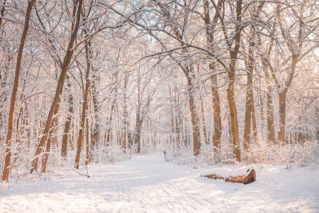 Téléchargez les photos : Panorama de la nature hivernale au lever du soleil. Noël fond forestier saisonnier - en image libre de droit