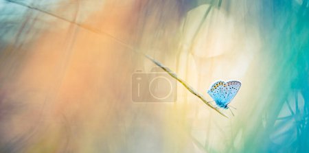 Téléchargez les photos : Fleurs sauvages foyer peu profond de papillon dans la nature macro sur fond de prairie bleu-vert doux beau bokeh. Inspirez serein fermer artistique, concept beauté de la nature. Scène naturelle tranquille - en image libre de droit