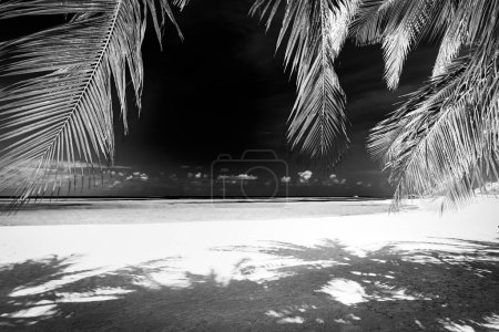 Téléchargez les photos : Tranquille scène de plage en noir et blanc. Paysage littoral spectaculaire de l'île, ciel sombre sable blanc. Côte tropicale monochrome, silhouette de palmiers. abstrait nature été voyage fond d'écran - en image libre de droit