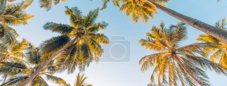Foto de Palmeras tropicales panorámicas con luz solar sobre el fondo del cielo. Silueta de palmeras al atardecer vista al cielo. Felices colores relajantes, panorama de la naturaleza destino de viaje exótico. Plantas naturales de coco - Imagen libre de derechos