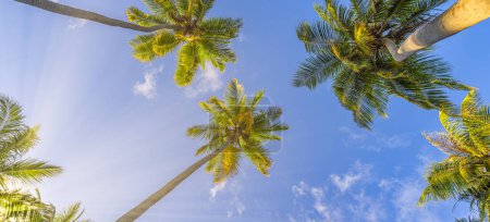 Téléchargez les photos : Palmiers tropicaux panoramiques avec lumière du soleil sur fond de ciel. Silhouette de palmiers sur le coucher du soleil vue ciel. Happy couleurs relaxantes, exotique destination de voyage panorama de la nature. Plantes naturelles de coco - en image libre de droit