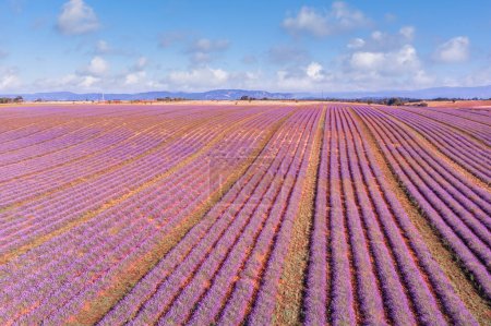 Photo for Breathtaking nature landscape. Panoramic lavender meadow fields in Provence Valensole, France. Wonderful scene, amazing summer landscape of blooming lavender flowers, peaceful sunset view, agriculture - Royalty Free Image