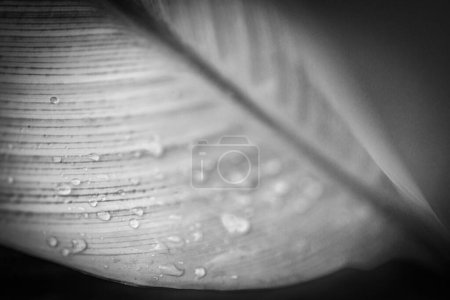 Foto de Naturaleza abstracta fondo de hoja de palma en blanco y negro, vista macro decorativa. Luz dramática, primer plano natural monocromo. Patrón tropical exótico, hermoso telón de fondo, spa de meditación, concepto de soledad - Imagen libre de derechos