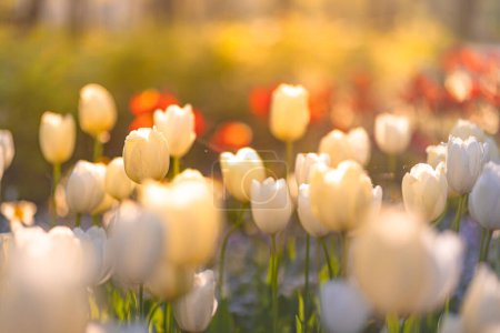 Téléchargez les photos : Lumière vive sur des fleurs de tulipes colorées romantiques. - en image libre de droit