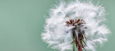 Photo for Closeup of dandelion on natural background, artistic nature closeup. Spring summer background. - Royalty Free Image