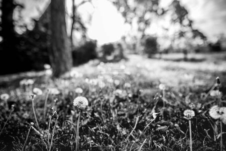 Foto de Dramática primavera verano naturaleza diente de león campo, hierba pradera puesta del sol en blanco y negro. Primer plano estacional artístico monocromático. - Imagen libre de derechos