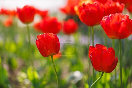 Foto de Luz brillante sobre flores coloridas románticas del tulipán. - Imagen libre de derechos