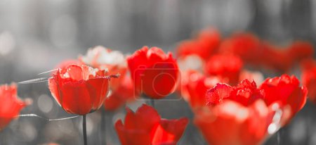 Photo for Bright light over romantic colorful tulip flowers. - Royalty Free Image