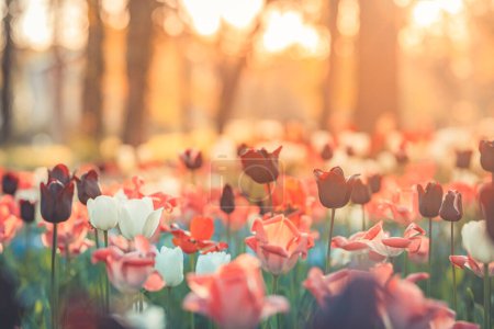 Téléchargez les photos : Lumière vive sur des fleurs de tulipes colorées romantiques. - en image libre de droit