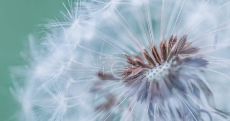 Photo for Closeup of dandelion on natural background, artistic nature closeup. Spring summer background. - Royalty Free Image