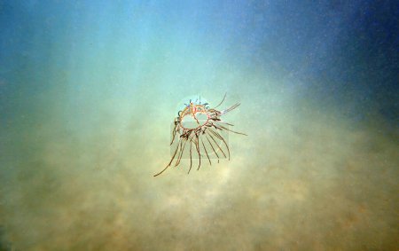 Téléchargez les photos : Photo sous-marine de méduses de cigare - olindias phosphorica - en image libre de droit