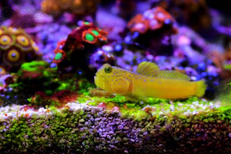 Photo for Yellow watchmen goby fish - (Cryptocentrus cinctus) - Royalty Free Image