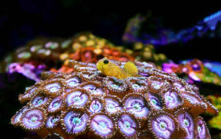 Photo for Yellow watchmen goby fish - (Cryptocentrus cinctus) - Royalty Free Image