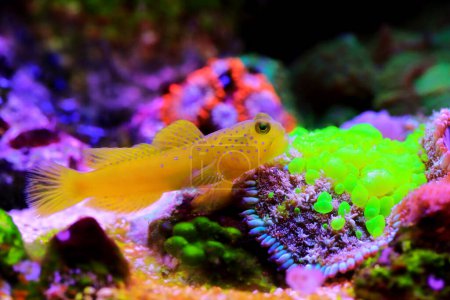 Photo for Yellow prawn-goby - (Cryptocentrus cinctus) - Royalty Free Image