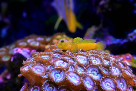 Photo for Yellow prawn-goby - (Cryptocentrus cinctus) - Royalty Free Image