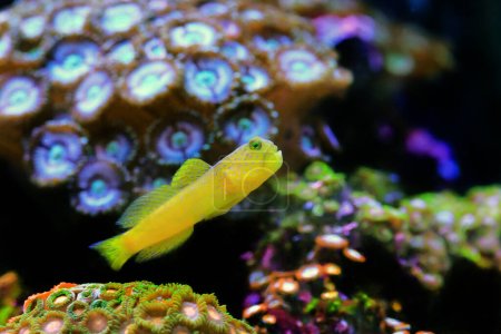 Yellow prawn-goby - (Cryptocentrus cinctus)