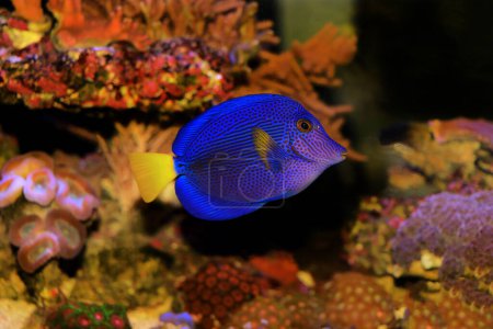 Photo for The purple tang or yellowtail tang - (Zebrasoma xanthurum) - Royalty Free Image