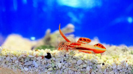 Photo for Spike-fin flaming Goby - Discordipinna griessingeri - Royalty Free Image