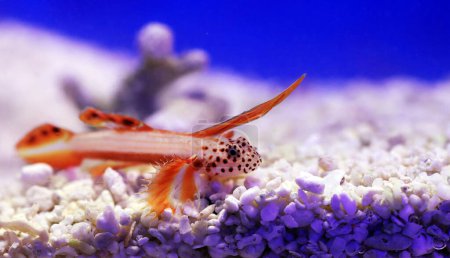 Photo for Spike-fin flaming Goby - Discordipinna griessingeri - Royalty Free Image