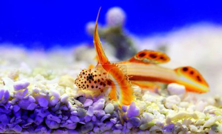 Spike-fin flaming Goby - Discordipinna griessingeri