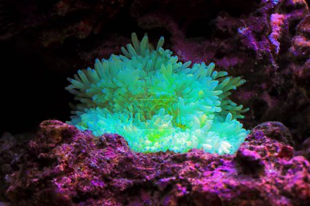 Foto de White sebae anemone in coral reef aquarium tank - Imagen libre de derechos