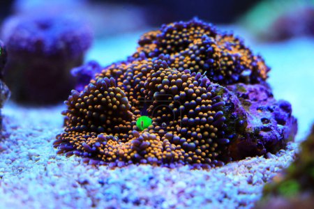 Foto de Naranja Ricordea florida seta suave coral - Imagen libre de derechos