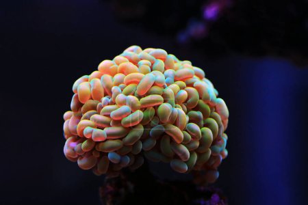 Photo for Euphyllia corals are polyped stony corals, very popular in home reef aquarium - Royalty Free Image