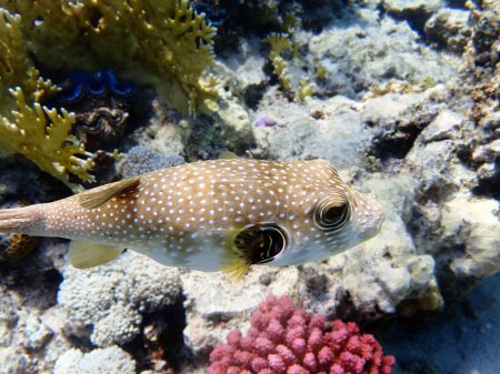 Photo for Starry pufferfish - Arothron stellatus - Royalty Free Image