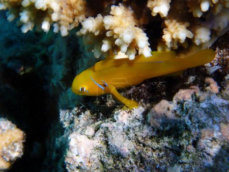 Téléchargez les photos : Sérénité sous-marine dans la mer Rouge avec Citron Coralgoby fish - (Gobiodon citrinus) - en image libre de droit