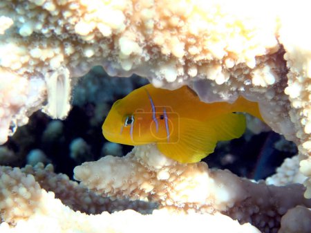 Foto de La serenidad submarina en el Mar Rojo con peces citrón Coralgoby - (Gobiodon citrinus) - Imagen libre de derechos
