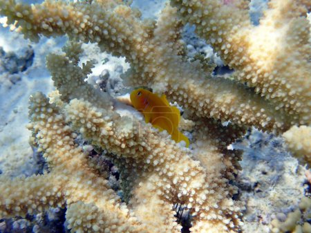 Téléchargez les photos : Sérénité sous-marine dans la mer Rouge avec Citron Coralgoby fish - (Gobiodon citrinus) - en image libre de droit