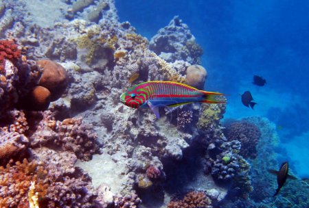 Téléchargez les photos : La wrasse des cinq tripes (Thalassoma quinquevittatum), scène sous-marine dans la mer Rouge, Egypte - en image libre de droit