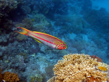 Téléchargez les photos : La wrasse des cinq tripes (Thalassoma quinquevittatum), scène sous-marine dans la mer Rouge, Egypte - en image libre de droit